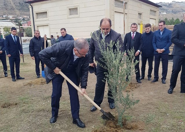 Səbail İH Jurnalistlər şəhərciyində ağacəkmə aksiyası keçirib - FOTOLAR