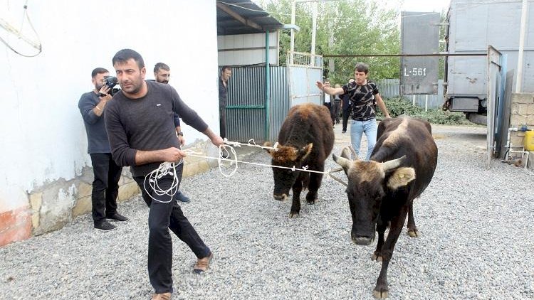 “Oliqarxların çıxdaş heyvanını baha qiymətə sənədləşdirirlər” - Məclisdə başlayan mübahisəyə sözardı